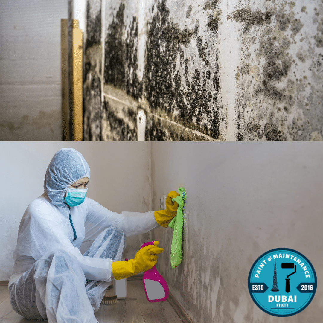 Mold Removal